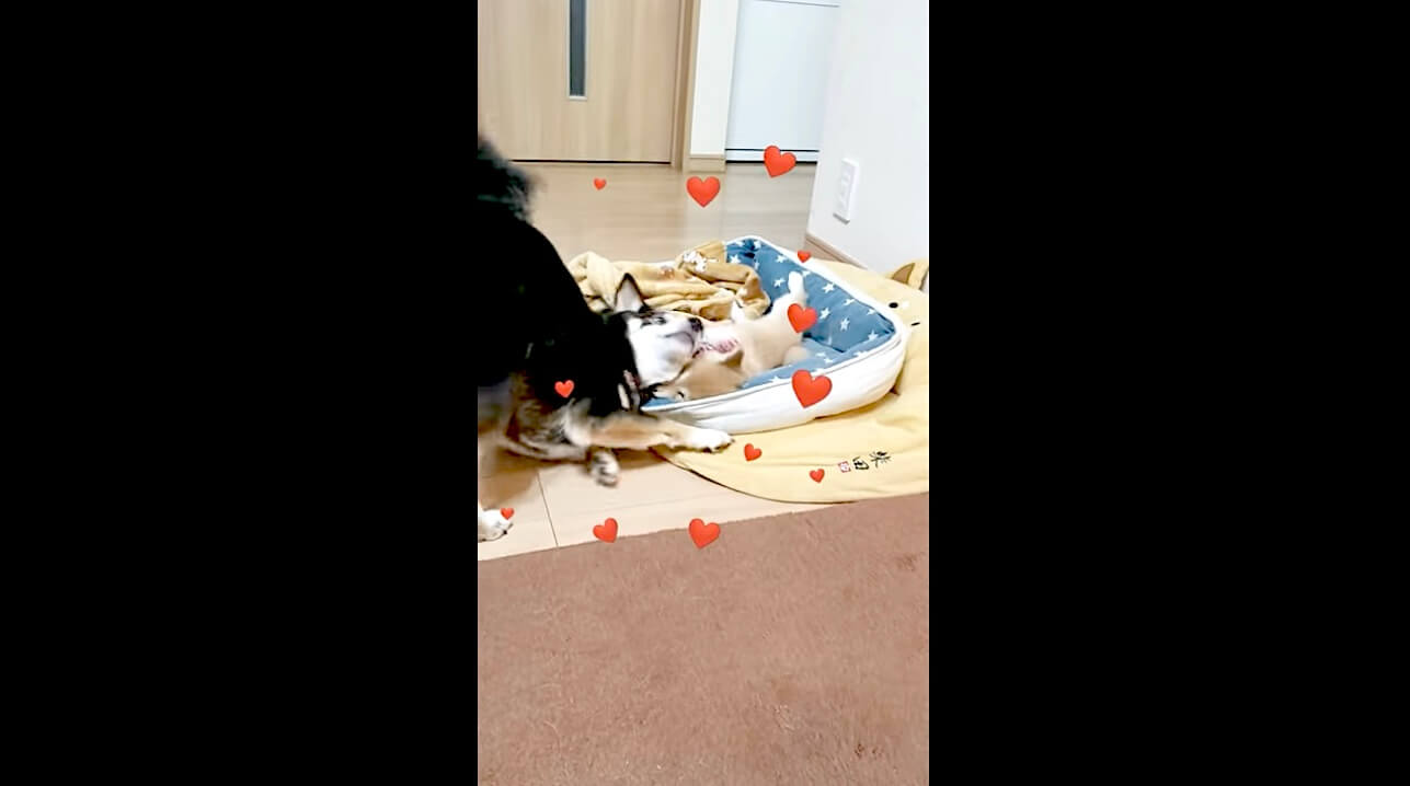 柴犬,動画,イッヌドットライフ