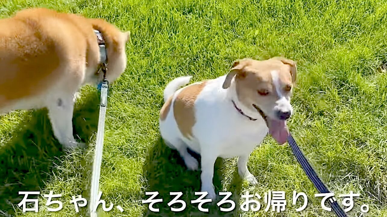 柴犬,YouTube