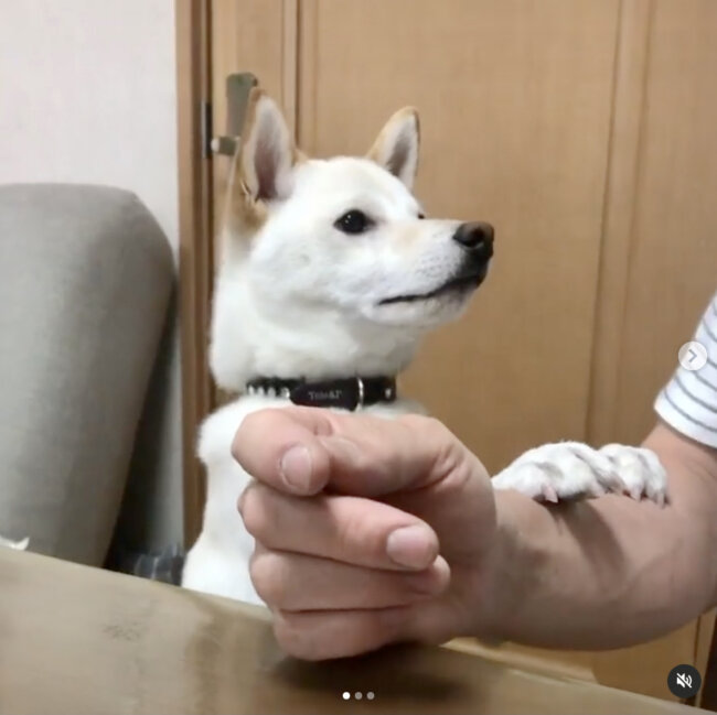 柴犬,Instagram