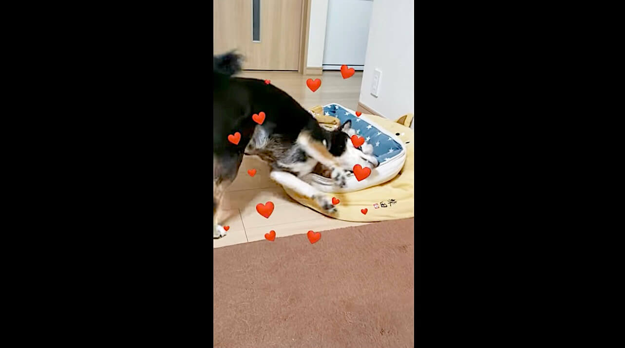 柴犬,動画,イッヌドットライフ