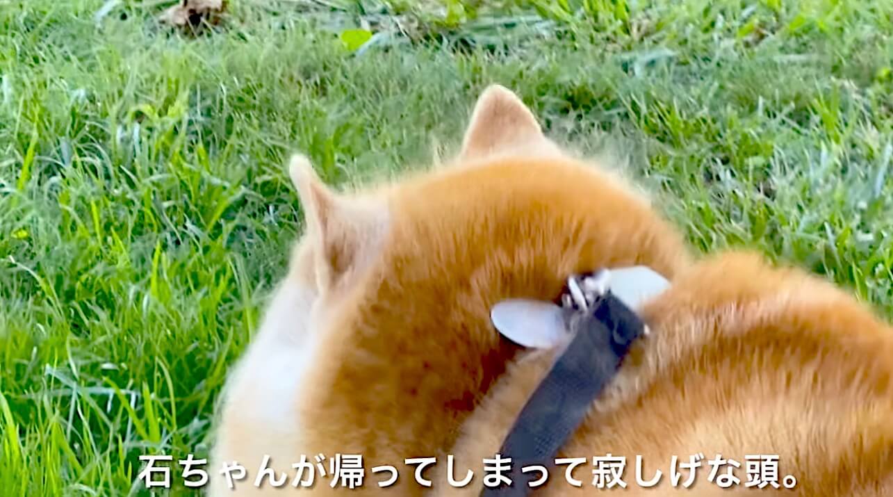 柴犬,YouTube