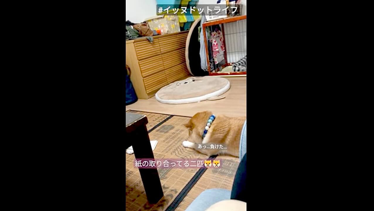 柴犬,動画,イッヌドットライフ