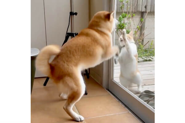 こう見えて、多分仲良し。定期的に会いにきてくれる猫とガラス越しに