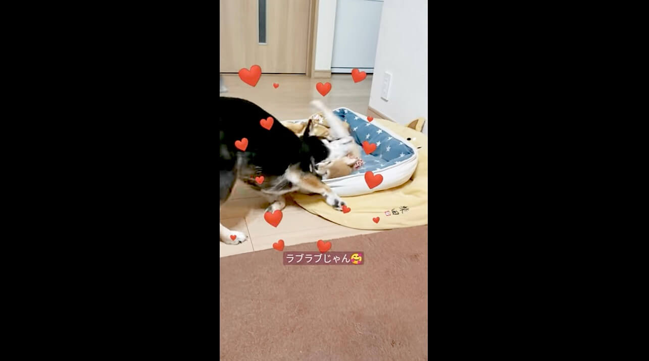 柴犬,動画,イッヌドットライフ