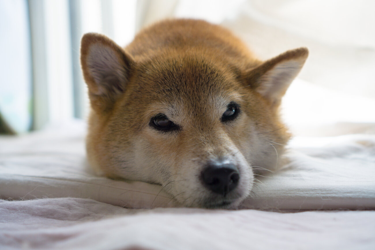 柴犬ライフ,介護,アロン化成,リラクッション