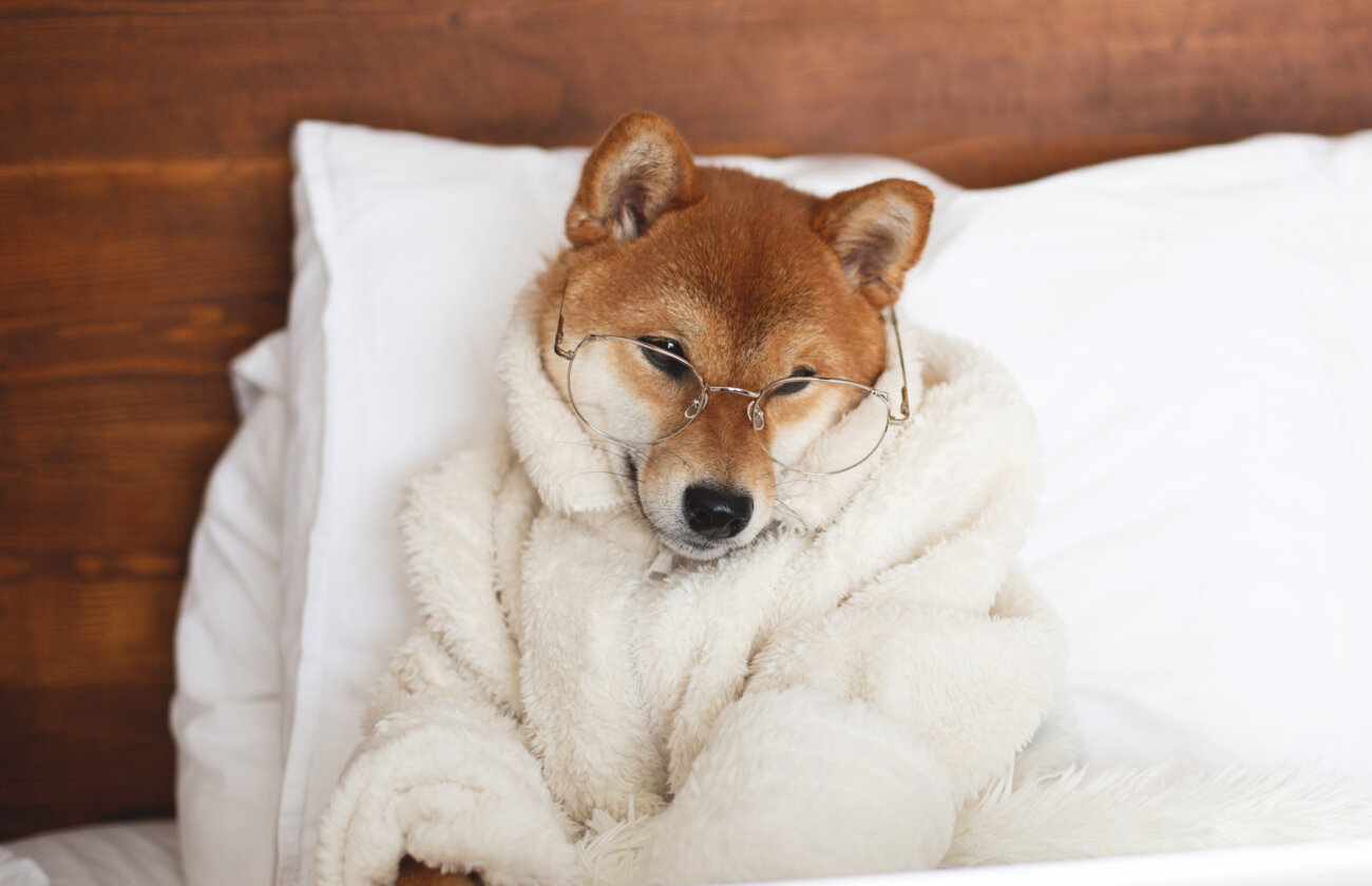 柴犬,アンチノール