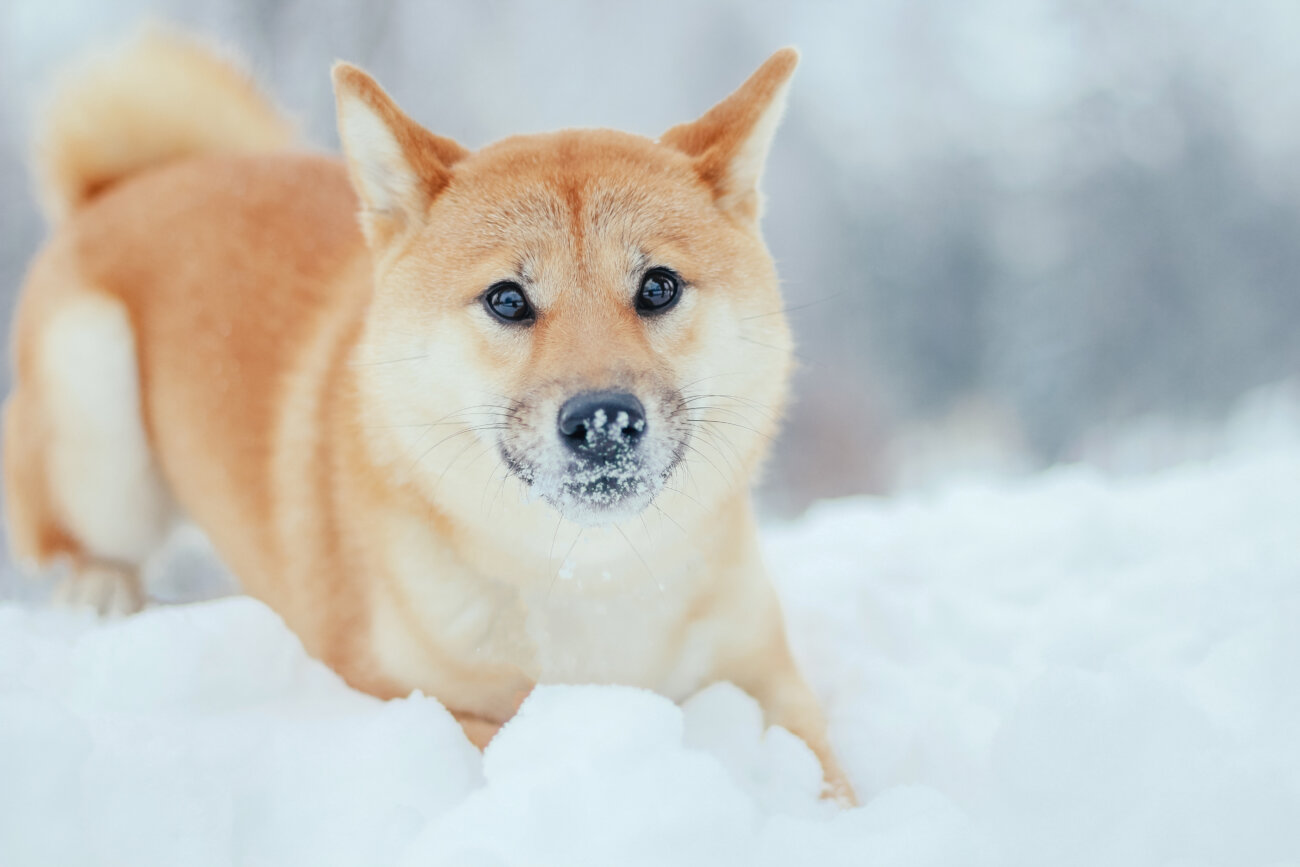 柴犬,アンチノール