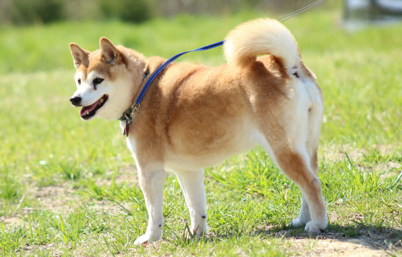 柴犬,アンチノール