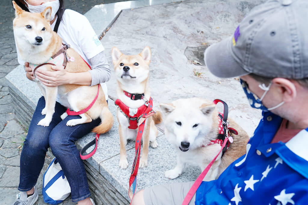 保護犬とその家族