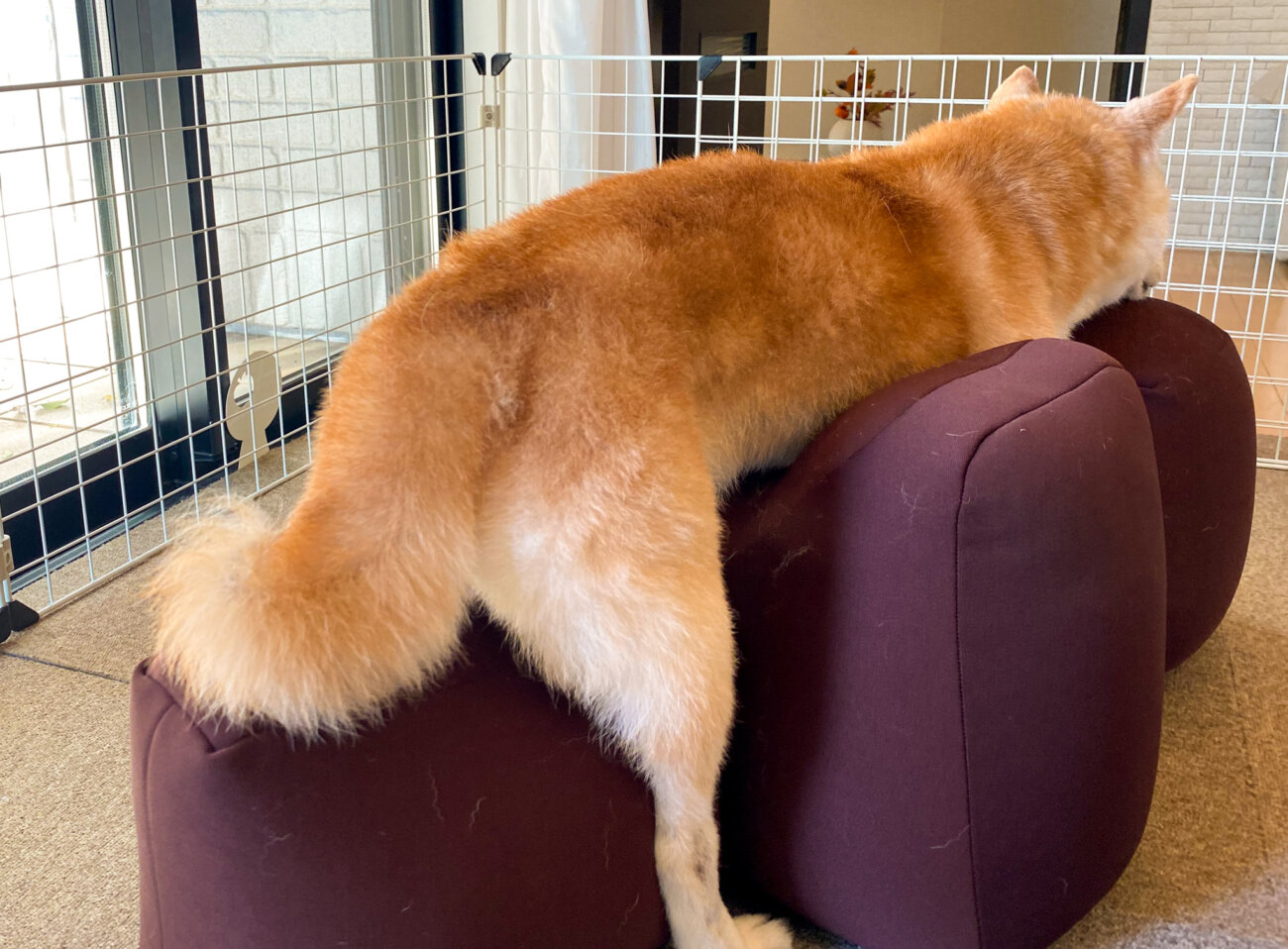 柴犬ライフ,介護,アロン化成,リラクッション