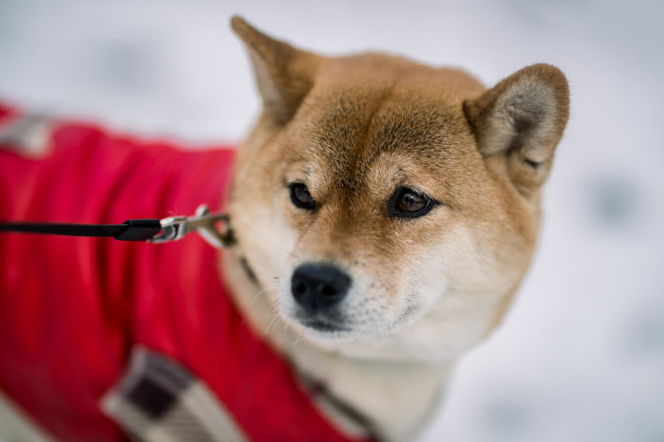 柴犬,アンチノール