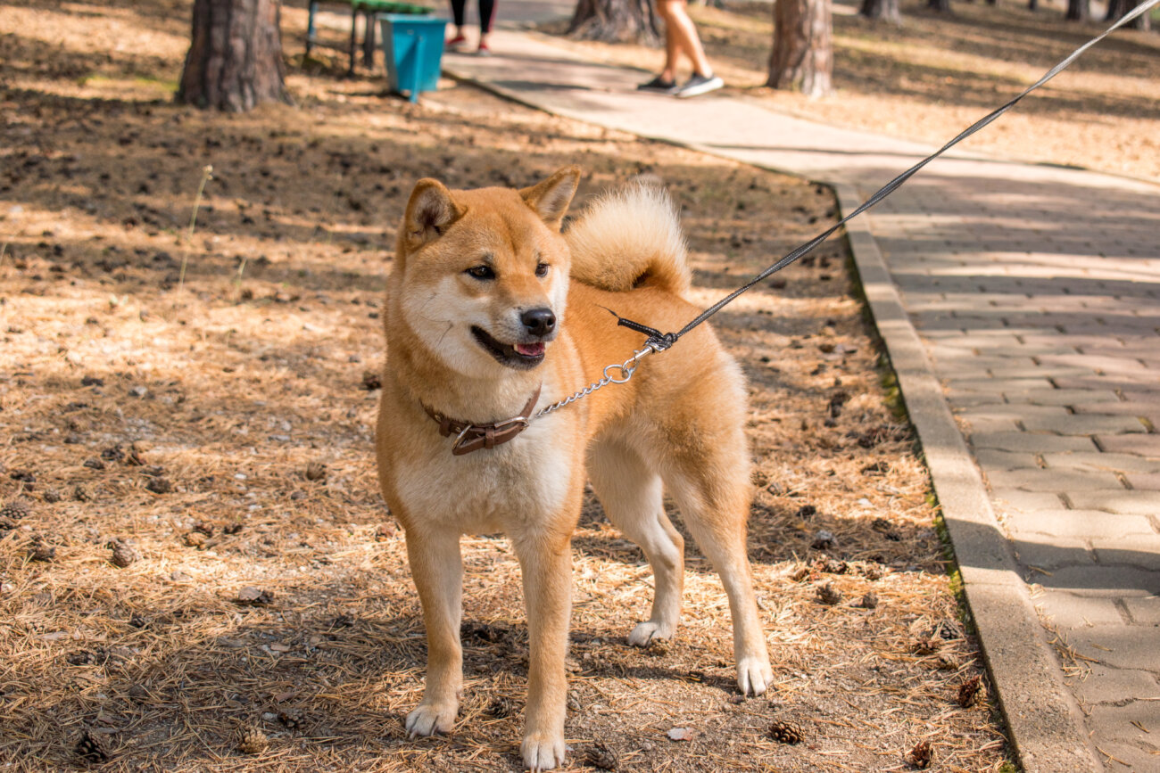 柴犬,アンチノール