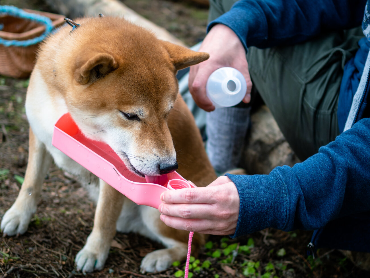 柴犬,アンチノール