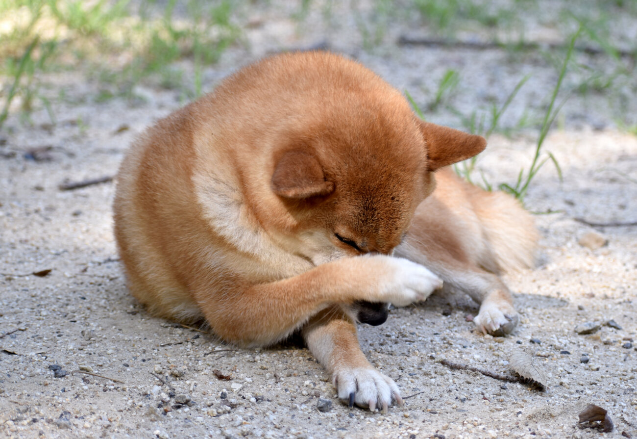 柴犬,アンチノール