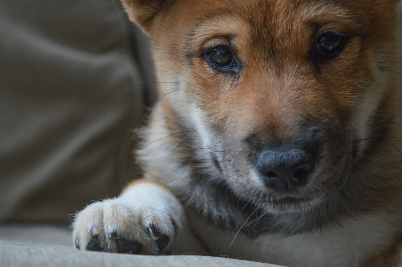 柴犬,アンチノール