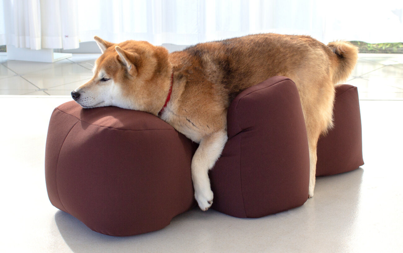 柴犬ライフ,介護,アロン化成,リラクッション