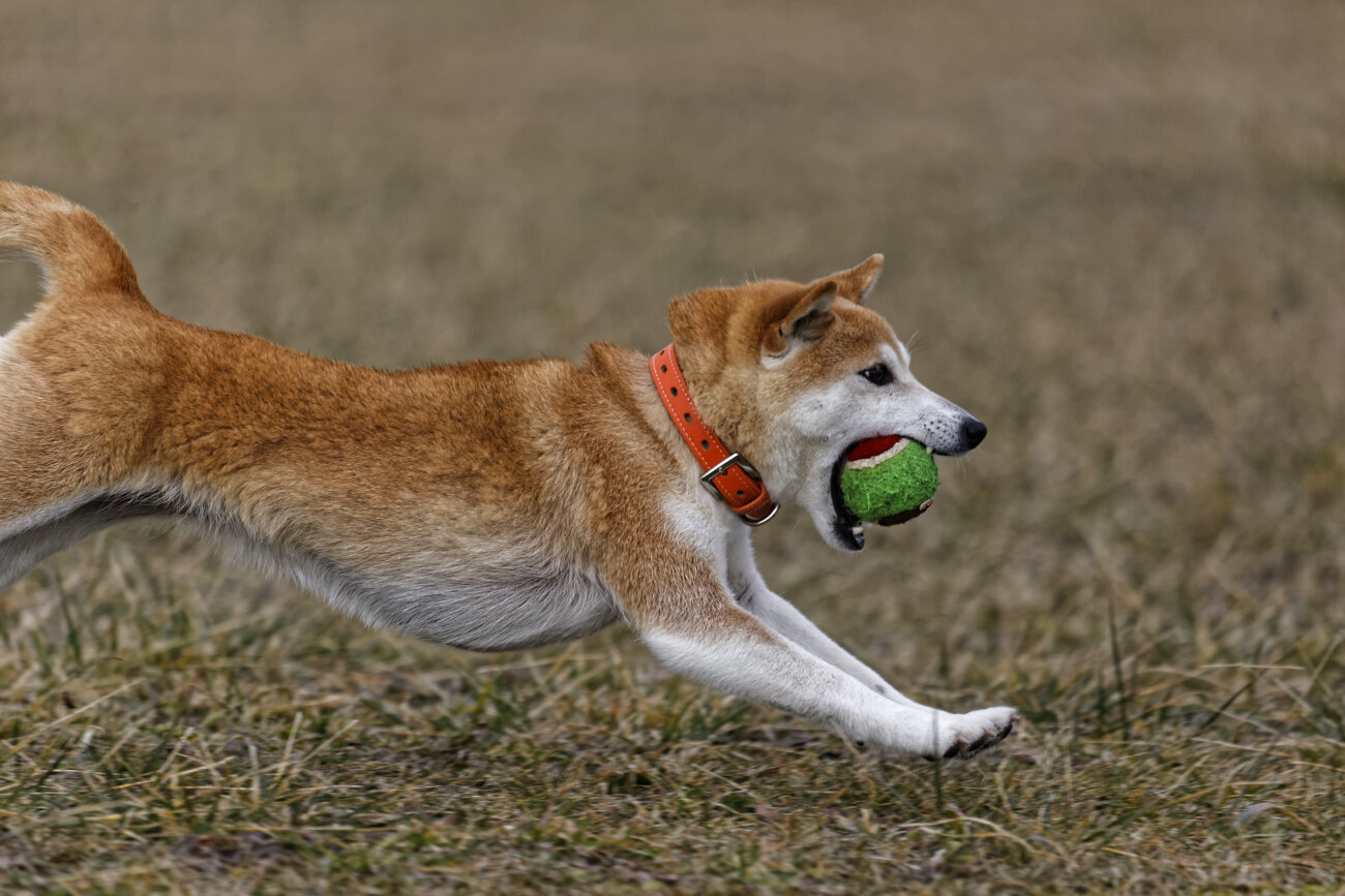 柴犬,アンチノール