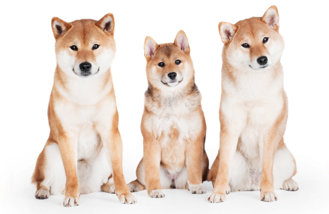 柴犬,アンチノール