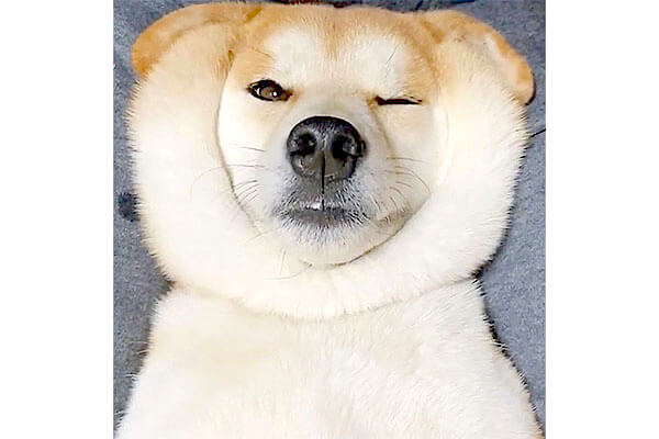 柴犬ってずるいよな、だってお顔が“二重モフ”であればあるほど可愛いん
