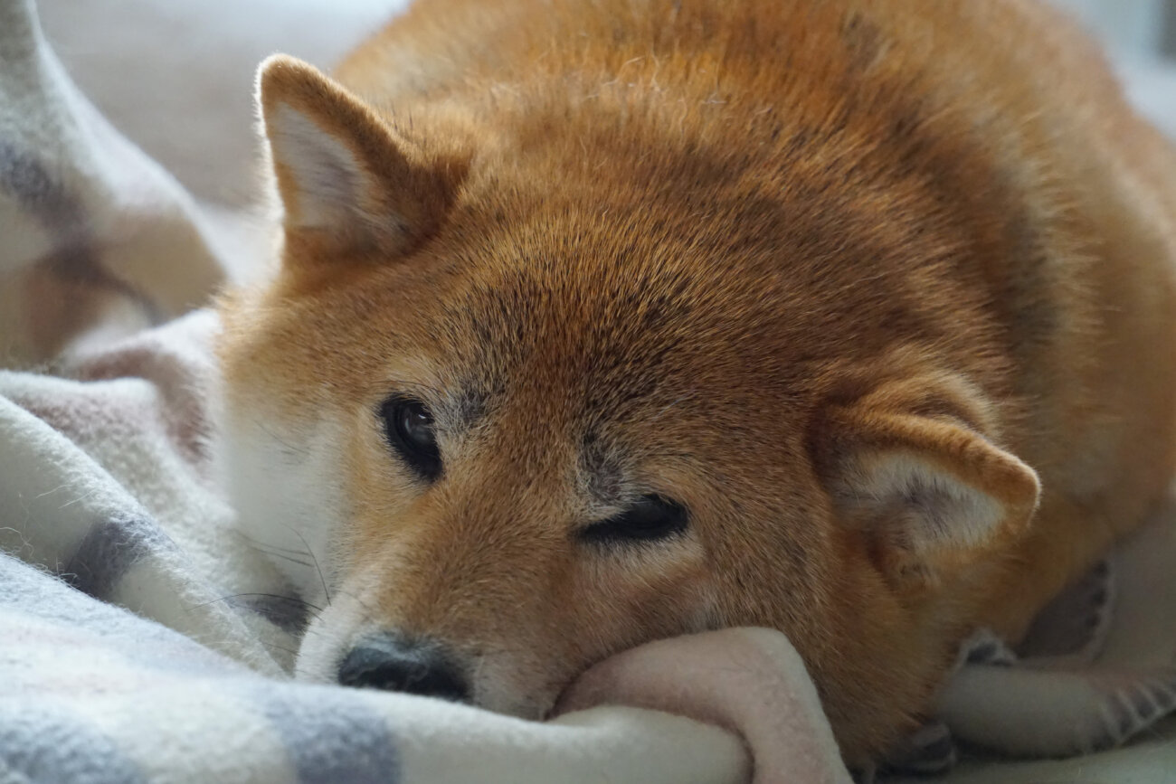 柴犬ライフ,介護,アロン化成,リラクッション