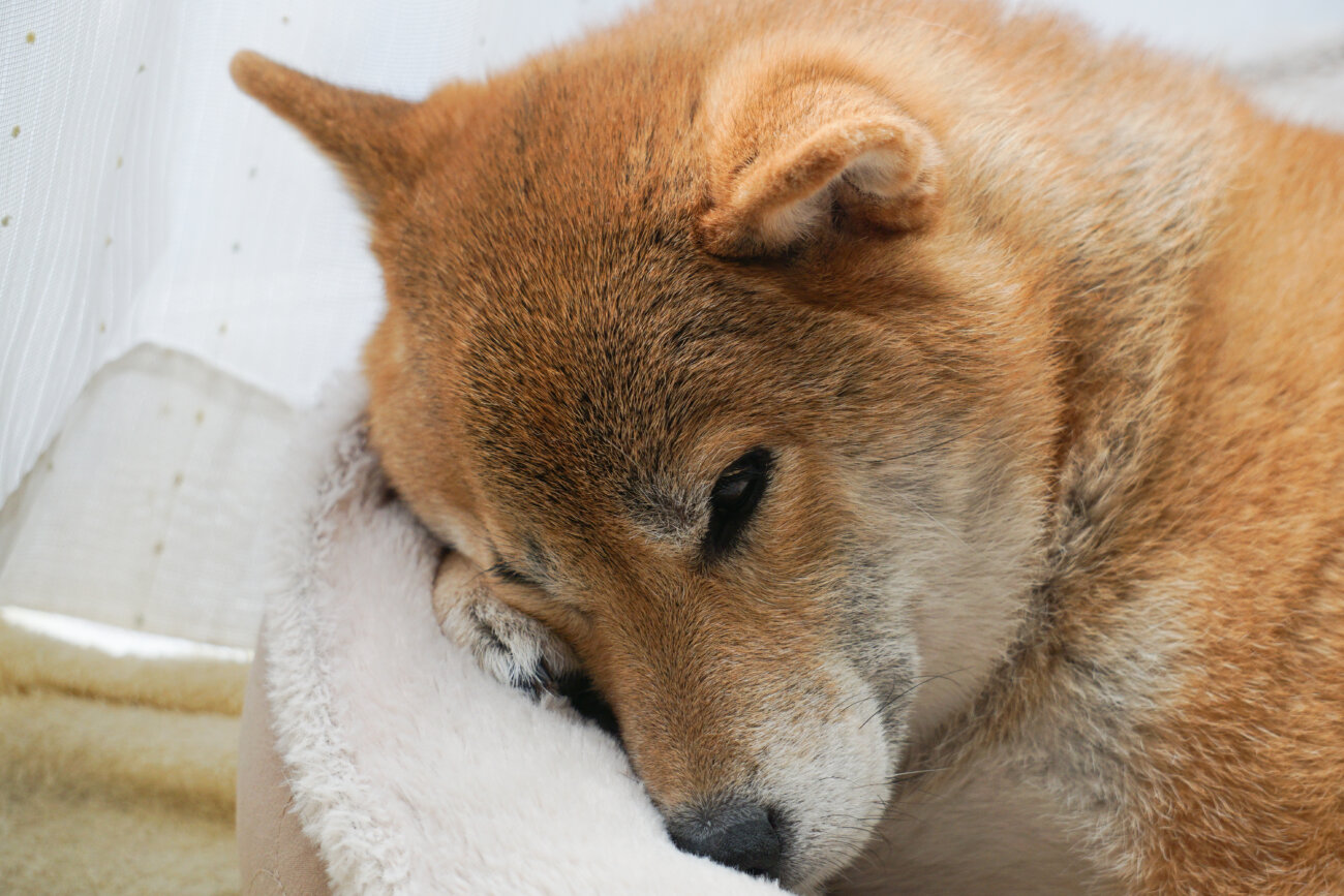 柴犬ライフ,介護,アロン化成,リラクッション