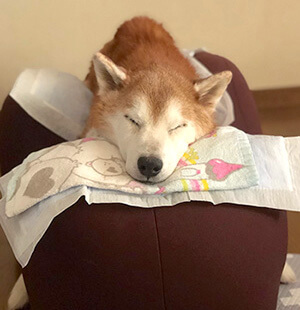 柴犬ライフ,介護,アロン化成,リラクッション