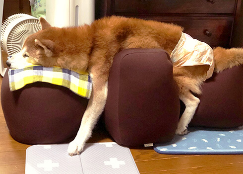 柴犬ライフ,介護,アロン化成,リラクッション