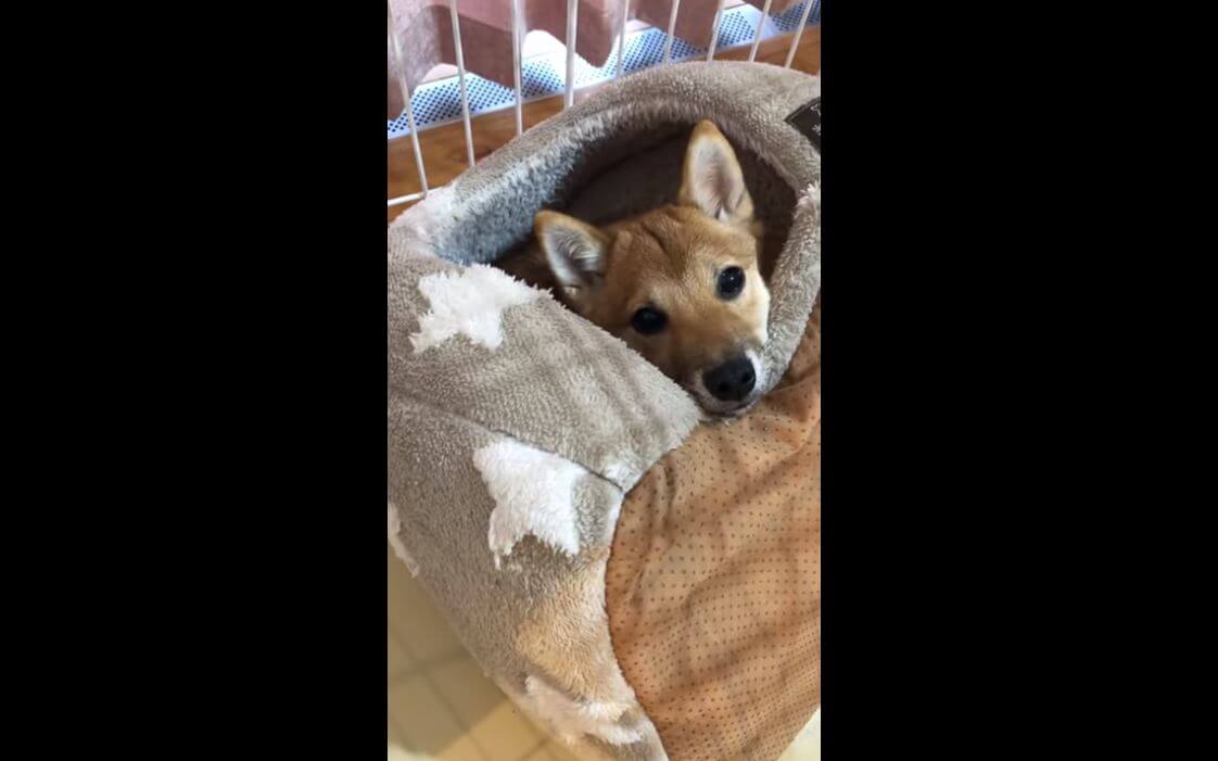 柴犬,YouTube