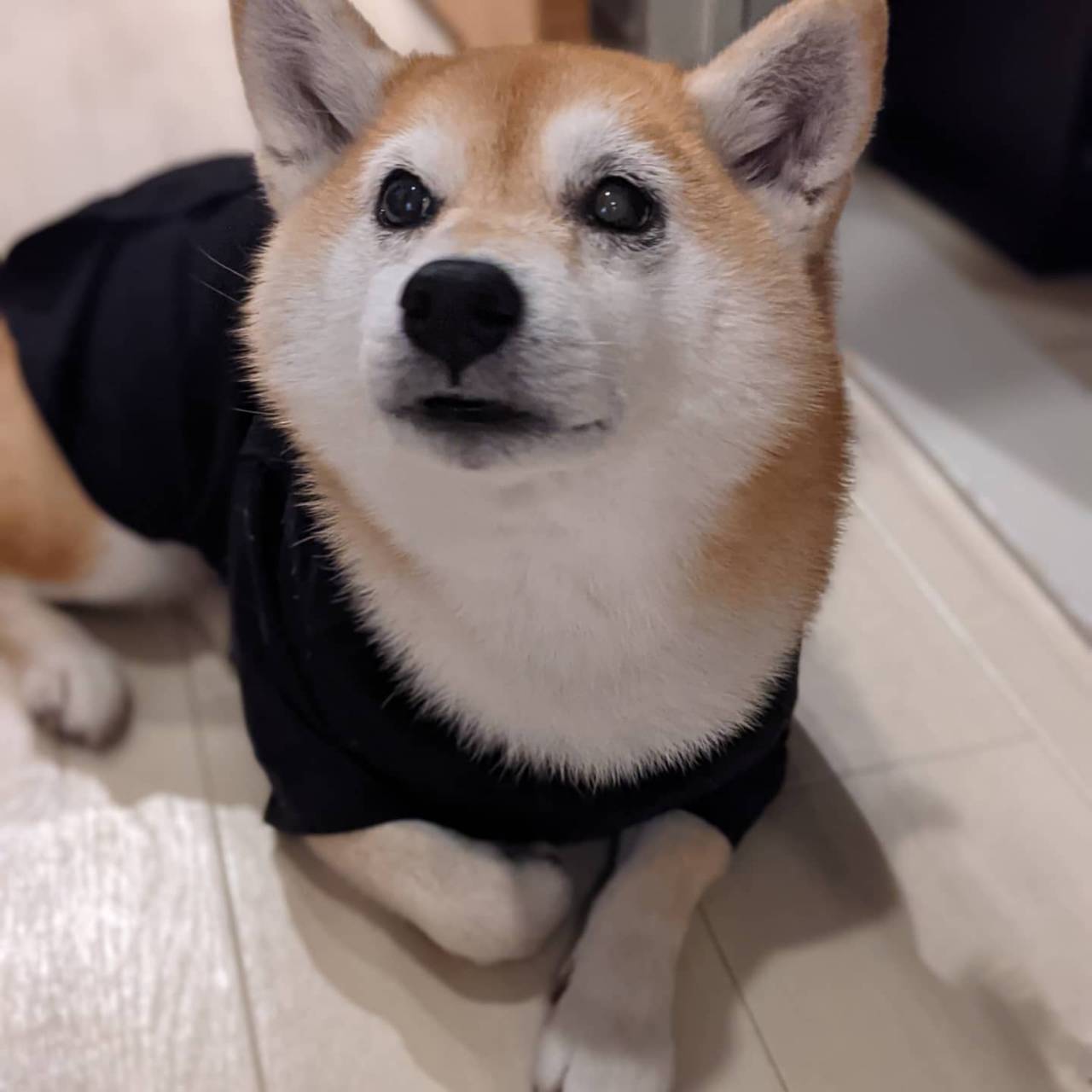 柴犬ライフ,アキナ山名,おまめ