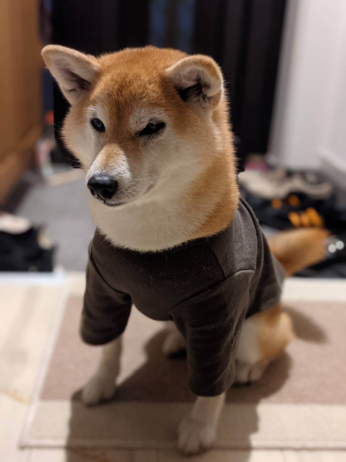 柴犬ライフ,アキナ山名,おまめ