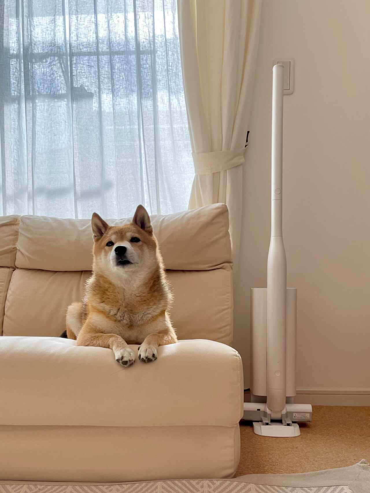 柴犬,パナソニック,からまないブラシ,掃除機