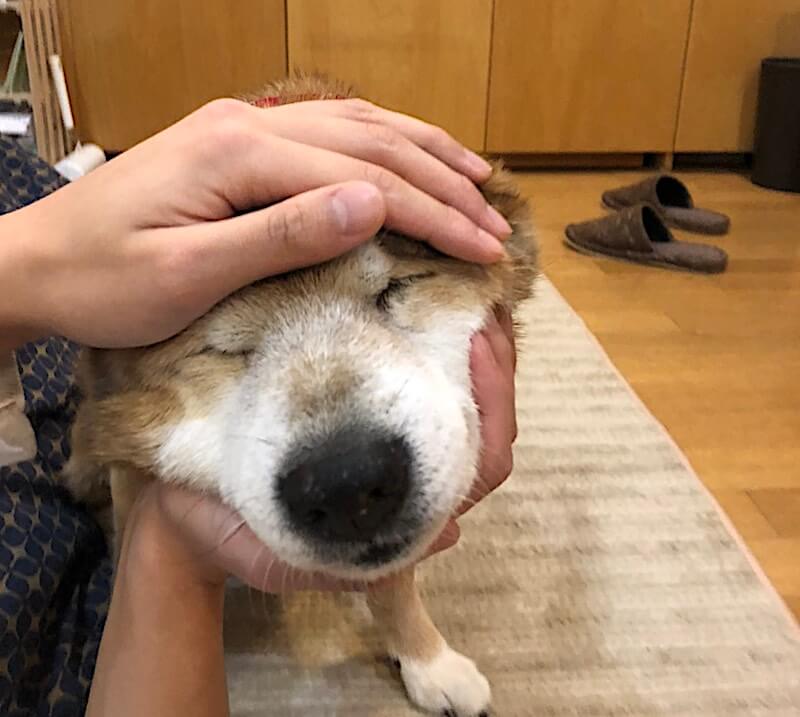柴犬