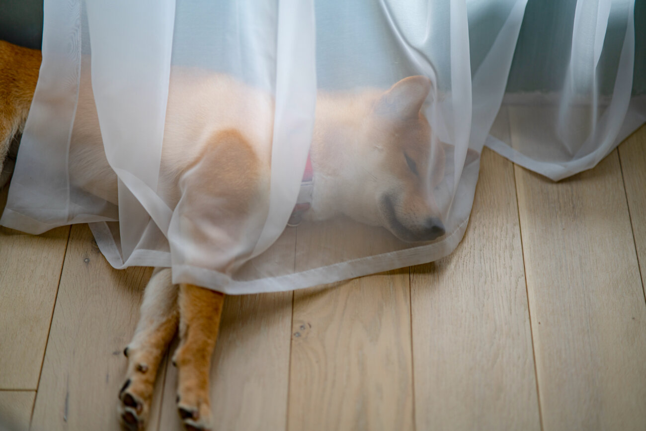 柴犬,パナソニック,ジアイーノ