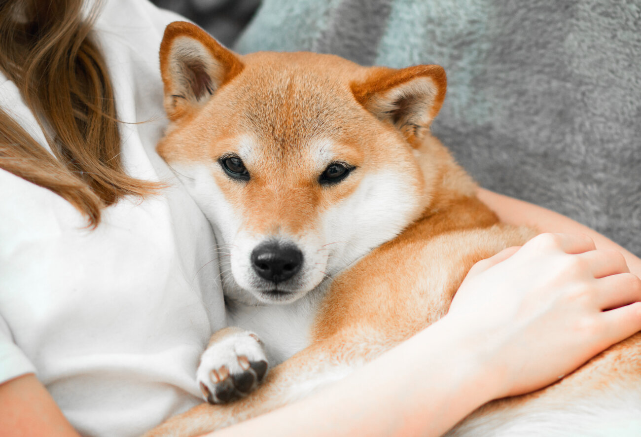 柴犬,パナソニック,ジアイーノ