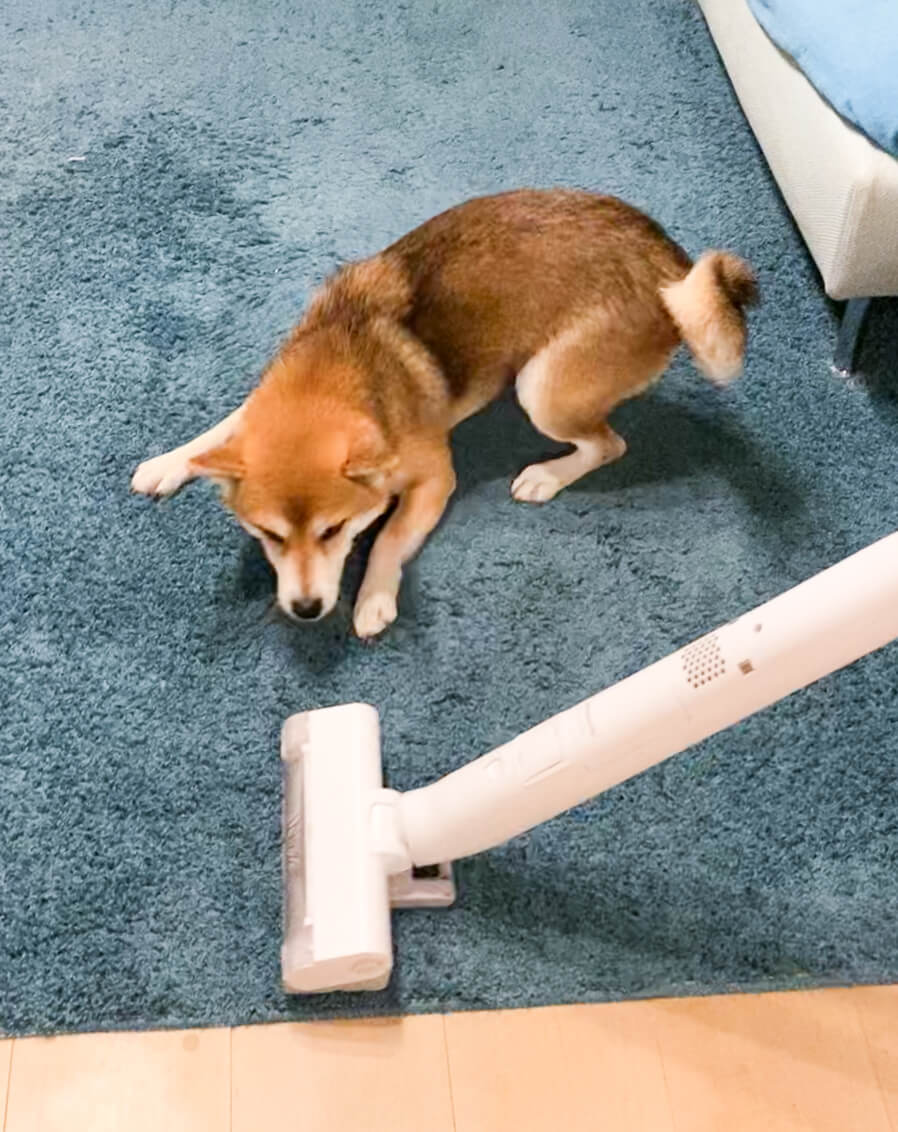 柴犬,パナソニック,からまないブラシ,掃除機