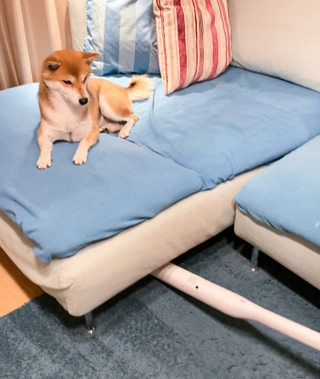 柴犬,パナソニック,からまないブラシ,掃除機