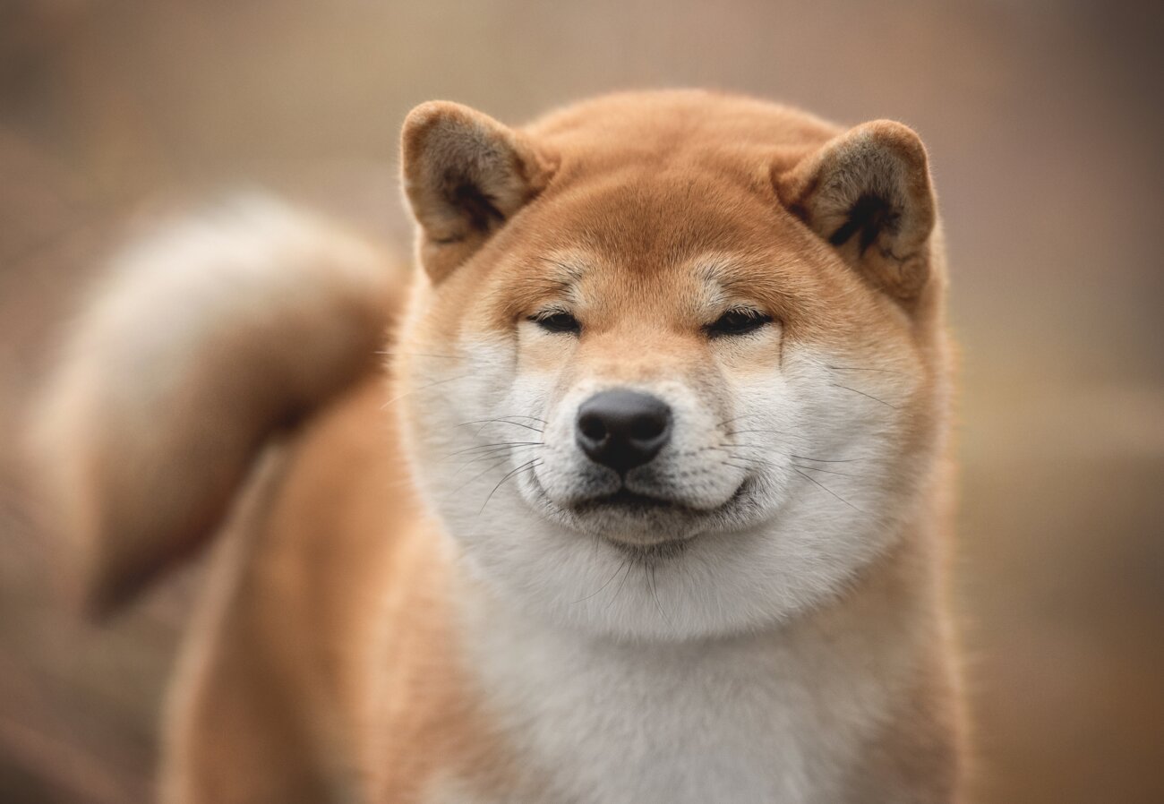 柴犬,パナソニック,からまないブラシ,掃除機