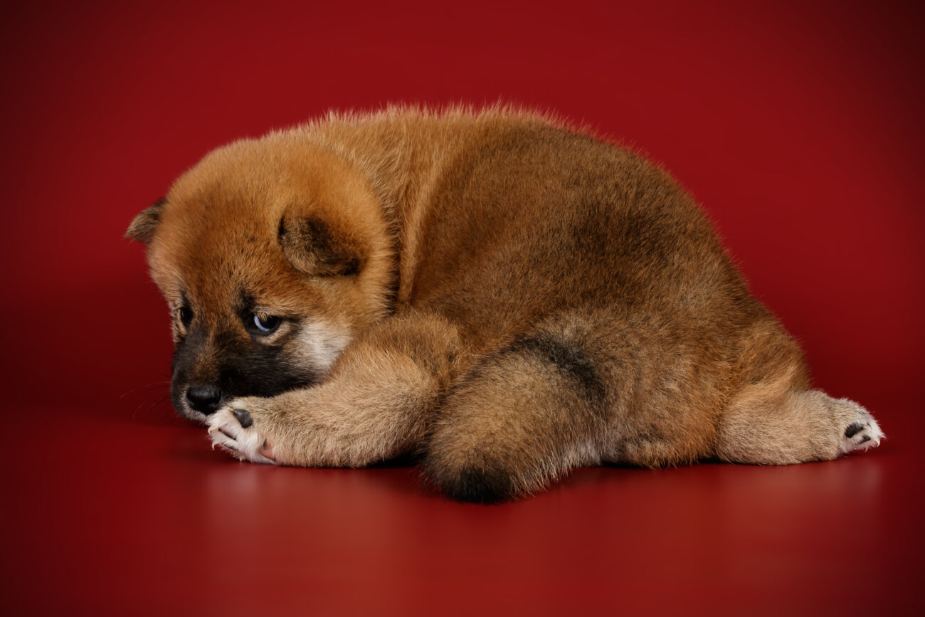 柴犬,パナソニック,からまないブラシ,掃除機