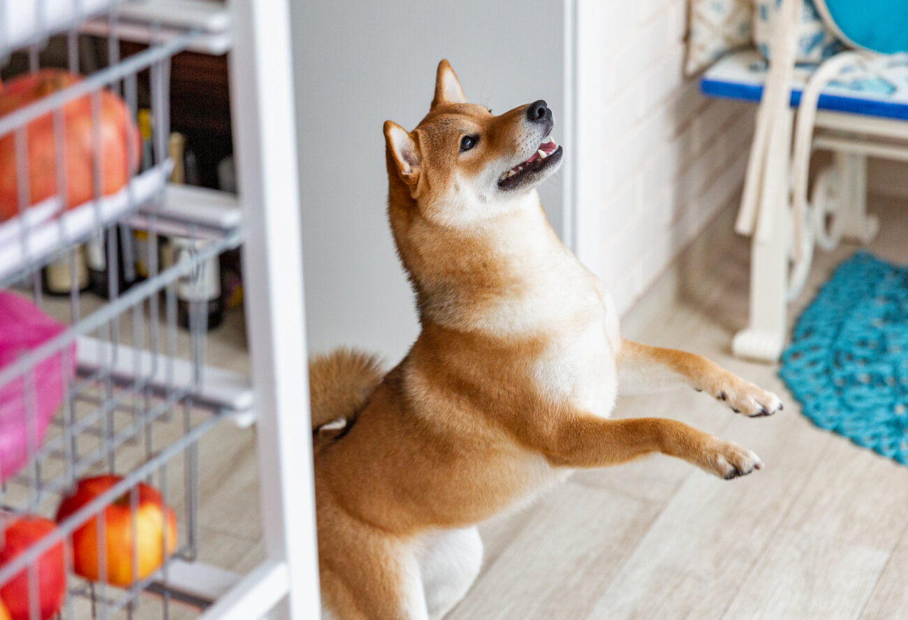 柴犬,パナソニック,ジアイーノ