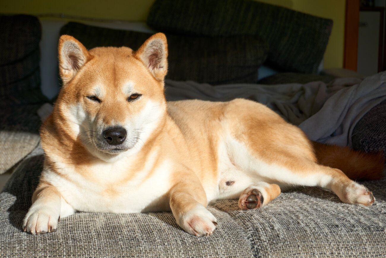 柴犬,パナソニック,ジアイーノ