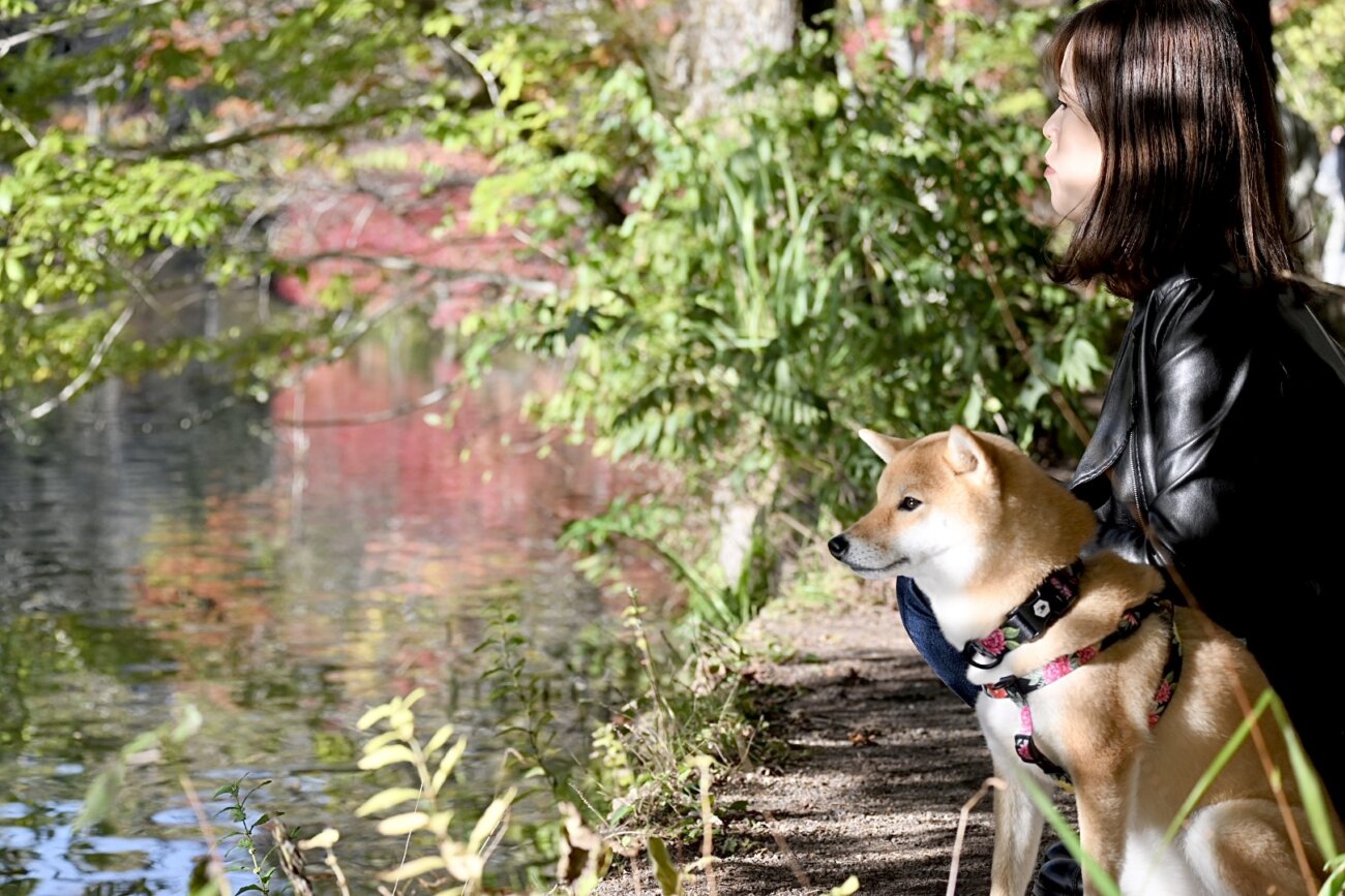 柴犬,リード,ハーネス,首輪,ウルフギャング