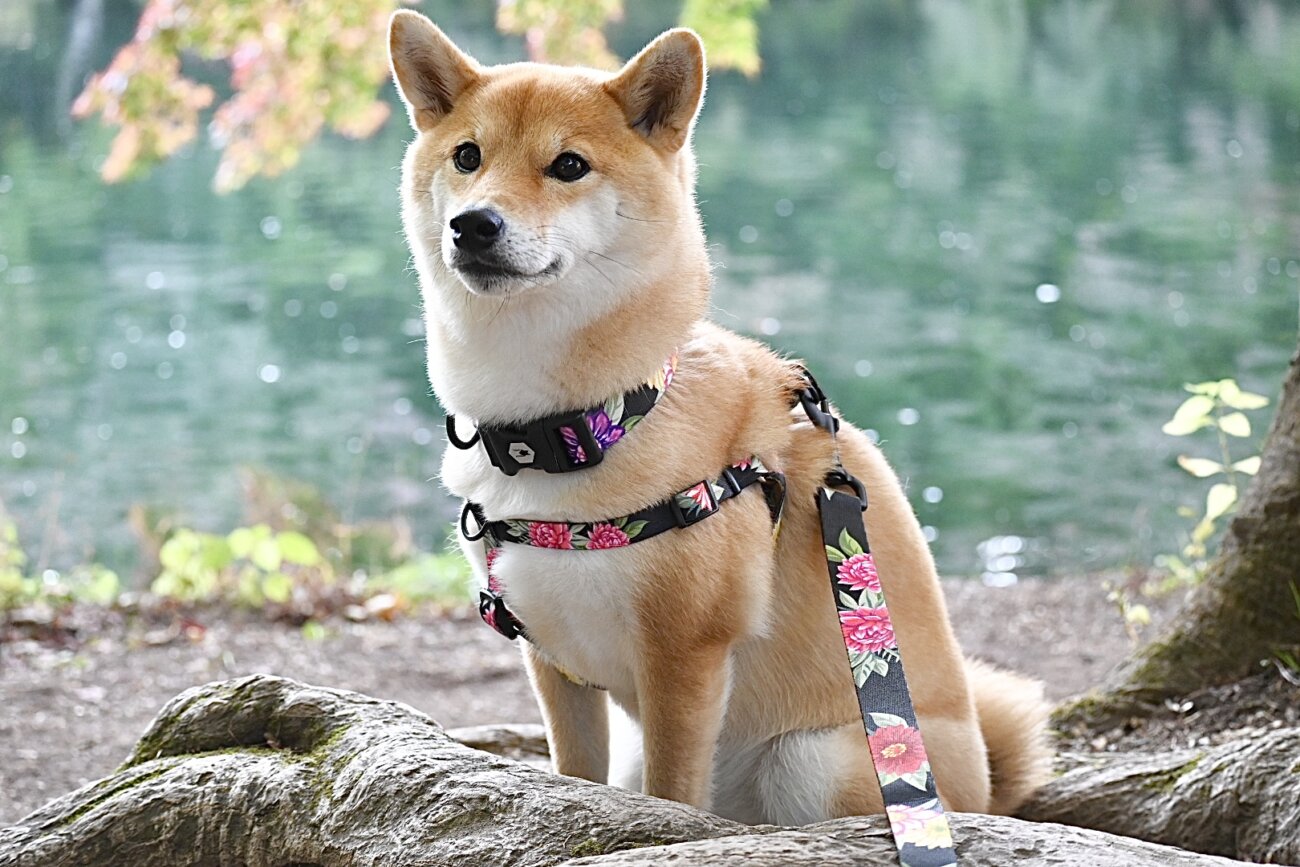 柴犬,リード,ハーネス,首輪,ウルフギャング