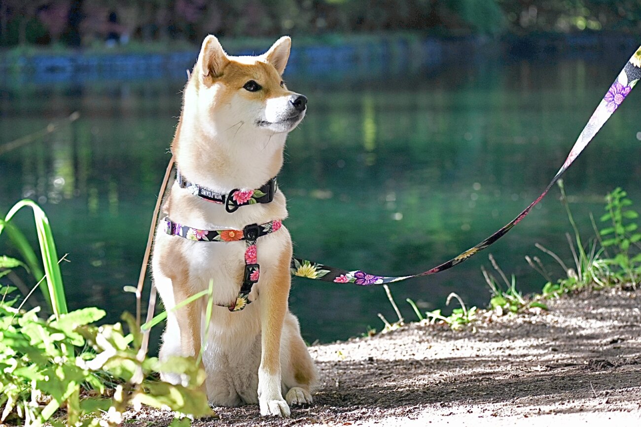 柴犬,リード,ハーネス,首輪,ウルフギャング