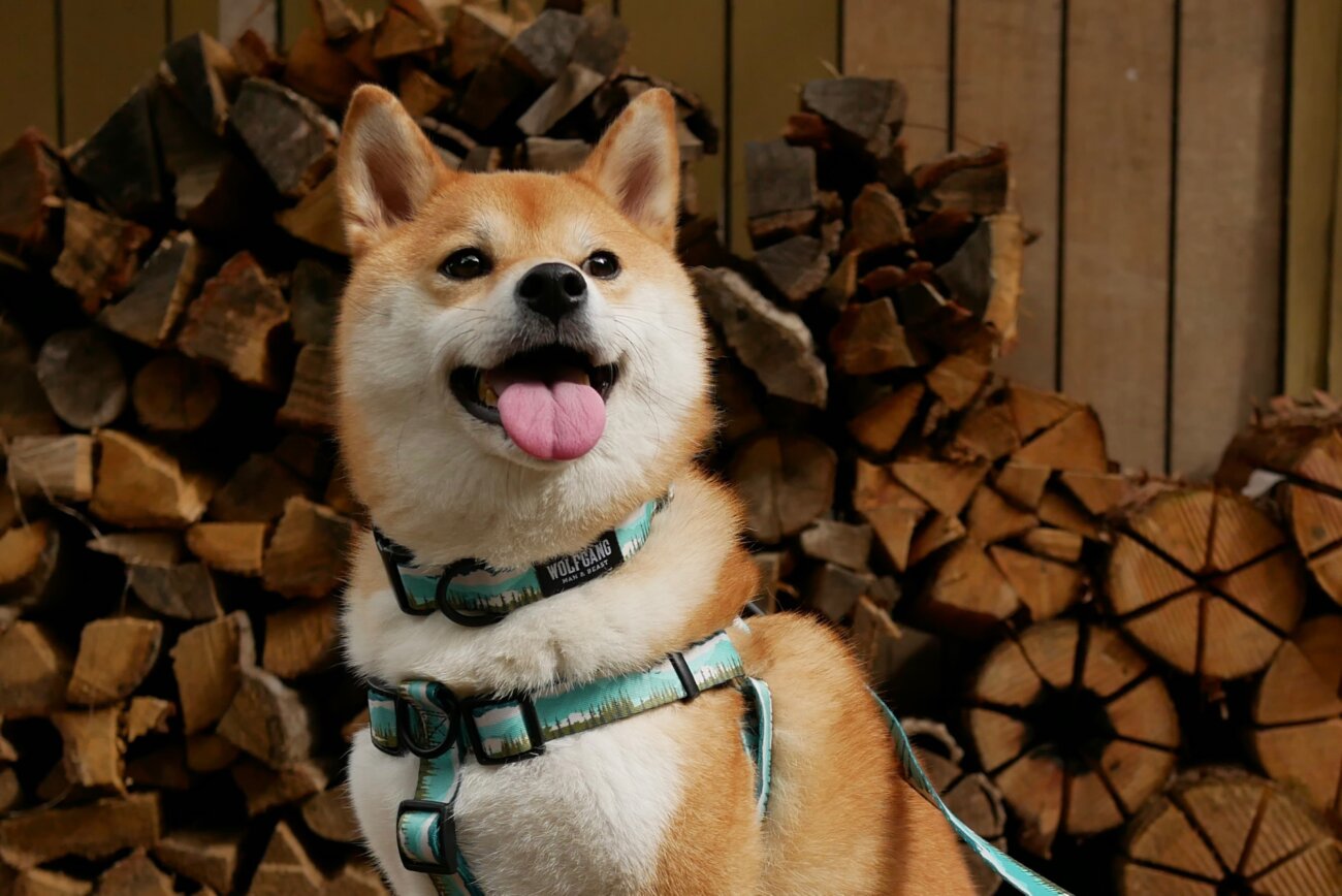 柴犬,リード,ハーネス,首輪,ウルフギャング