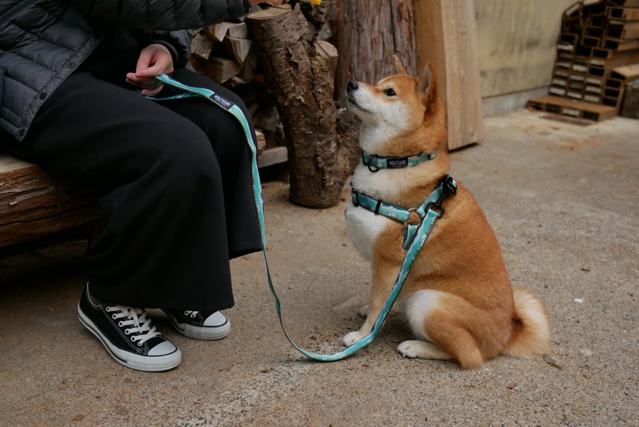 柴犬,リード,ハーネス,首輪,ウルフギャング