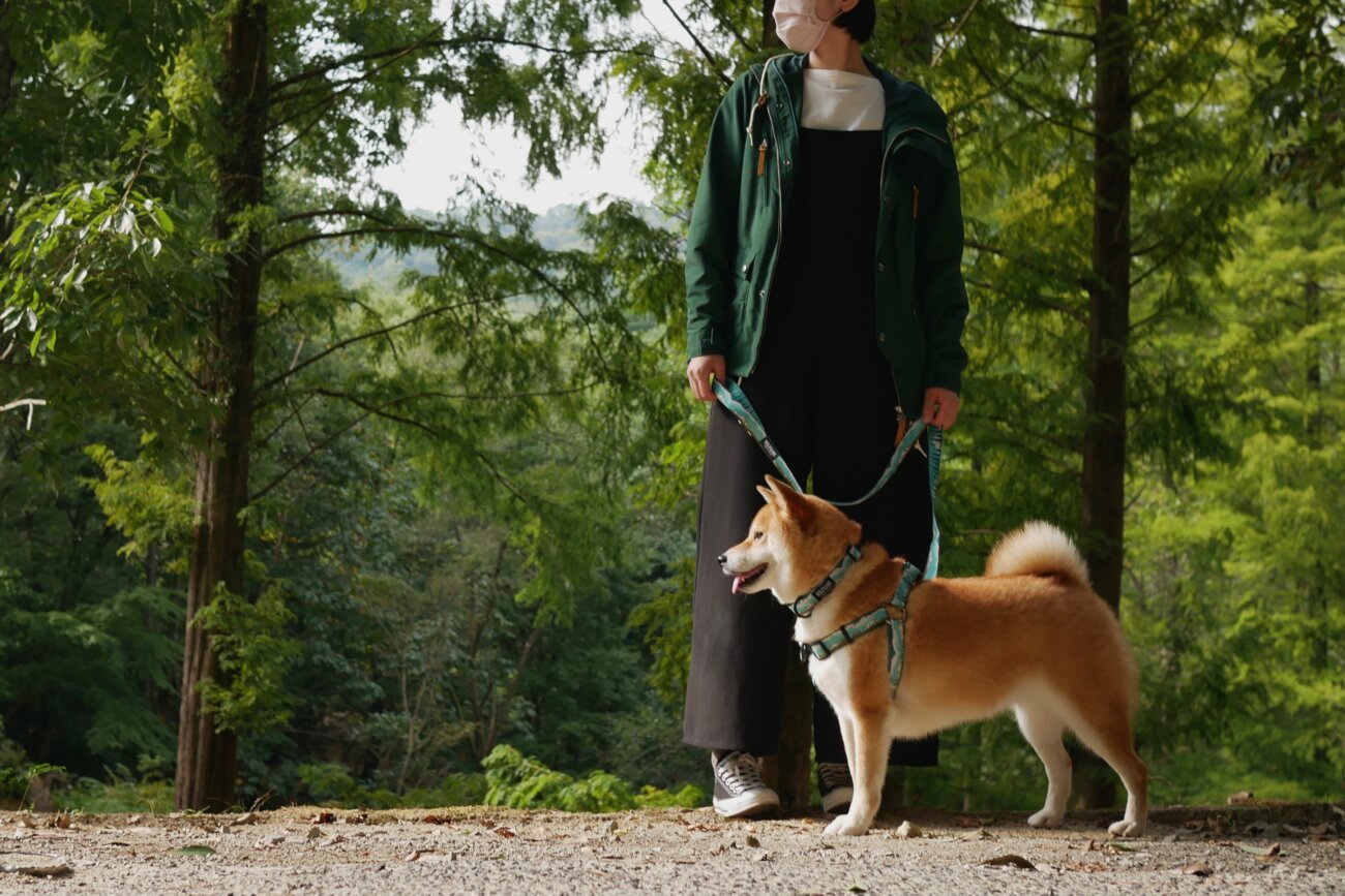 柴犬,リード,ハーネス,首輪,ウルフギャング