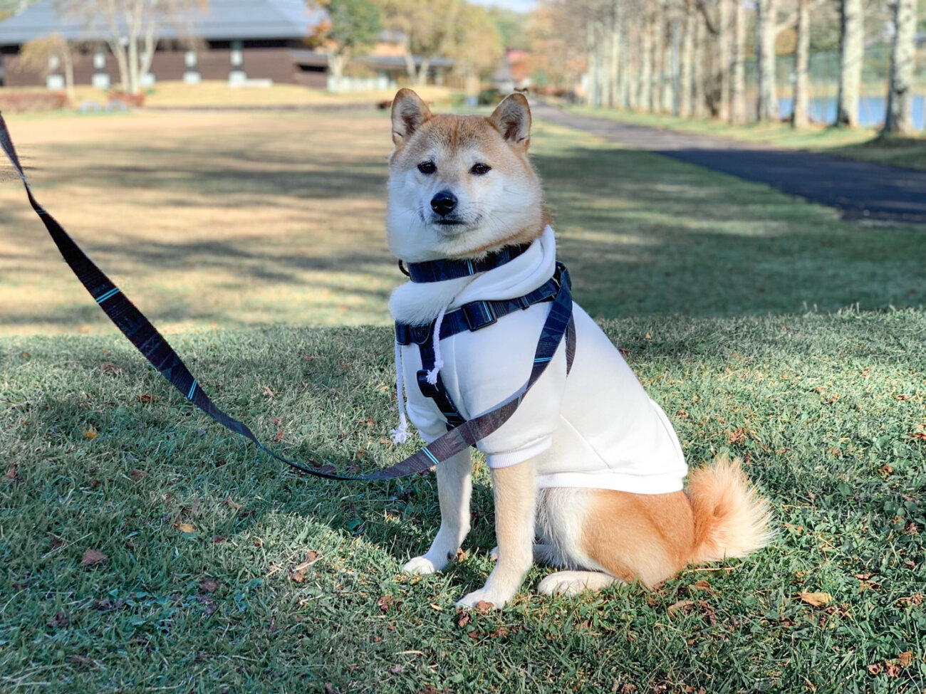 柴犬,リード,ハーネス,首輪,ウルフギャング