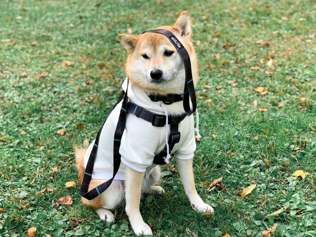 柴犬,リード,ハーネス,首輪,ウルフギャング