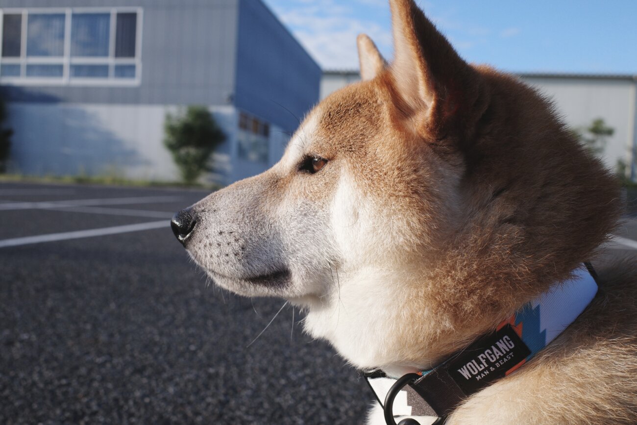 柴犬,リード,ハーネス,首輪,ウルフギャング