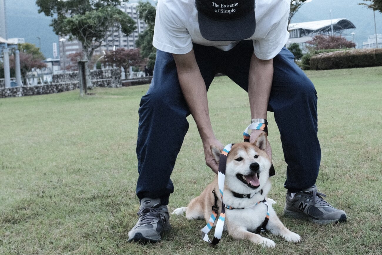 柴犬,リード,ハーネス,首輪,ウルフギャング